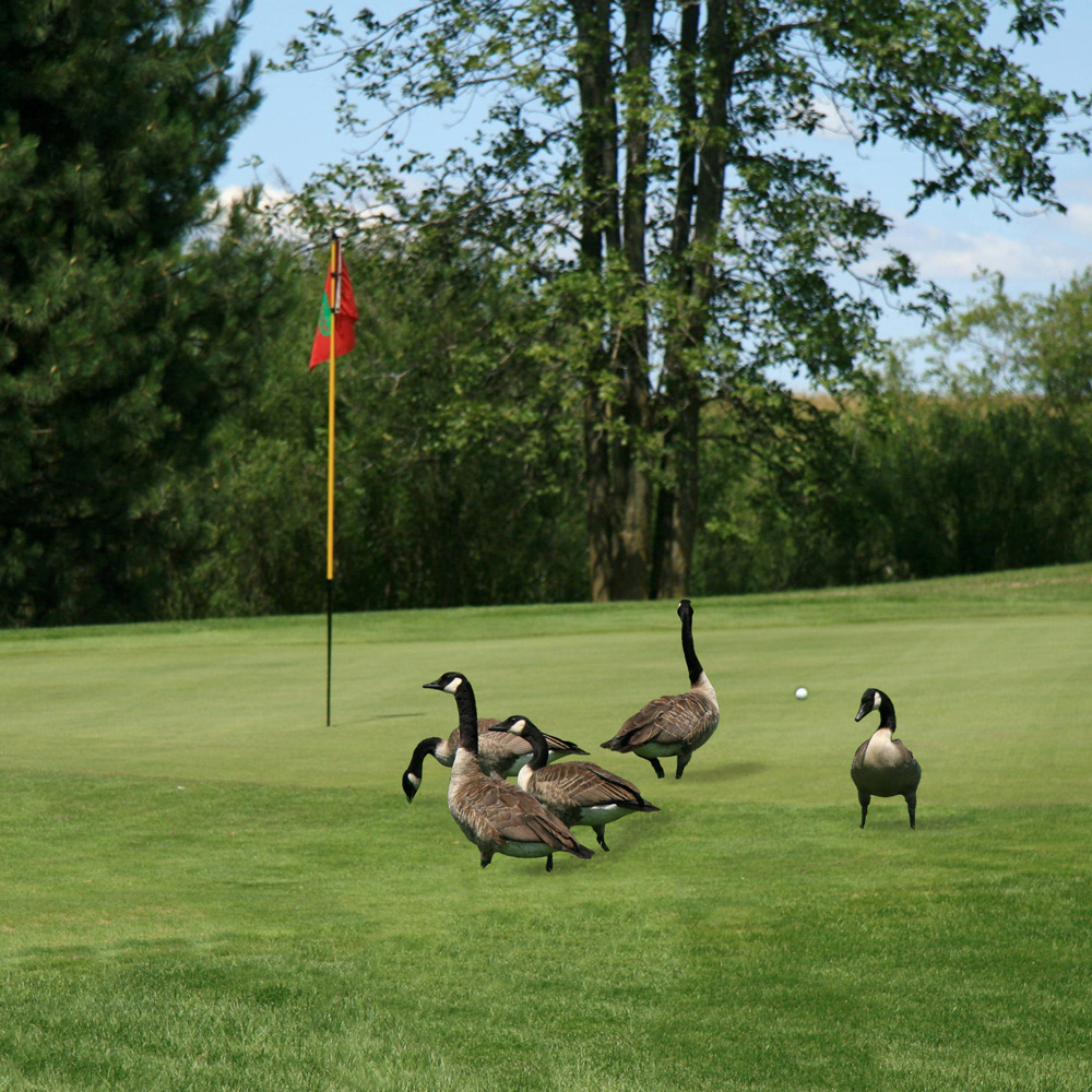 how to get rid of geese on a golf course