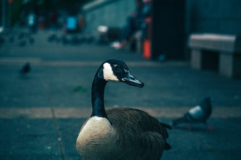 White and black duck image