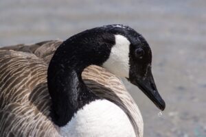 Minnesota Goose Removal Using Dogs - Driven Wild Goose Control