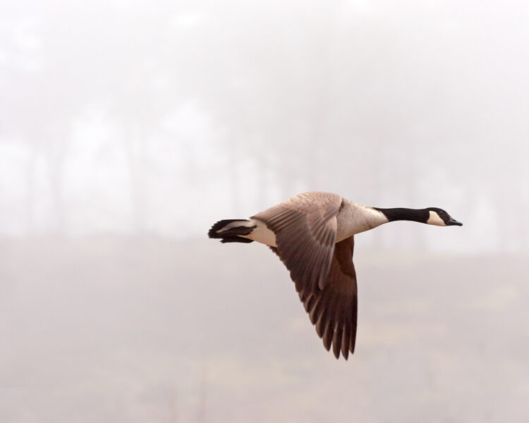 Goose Control for MN Airports - Driven Wild Goose Control