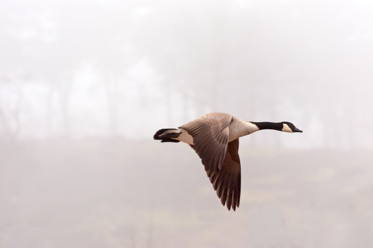 Your Month-by-Month Guide to Nuisance Geese in Minnesota