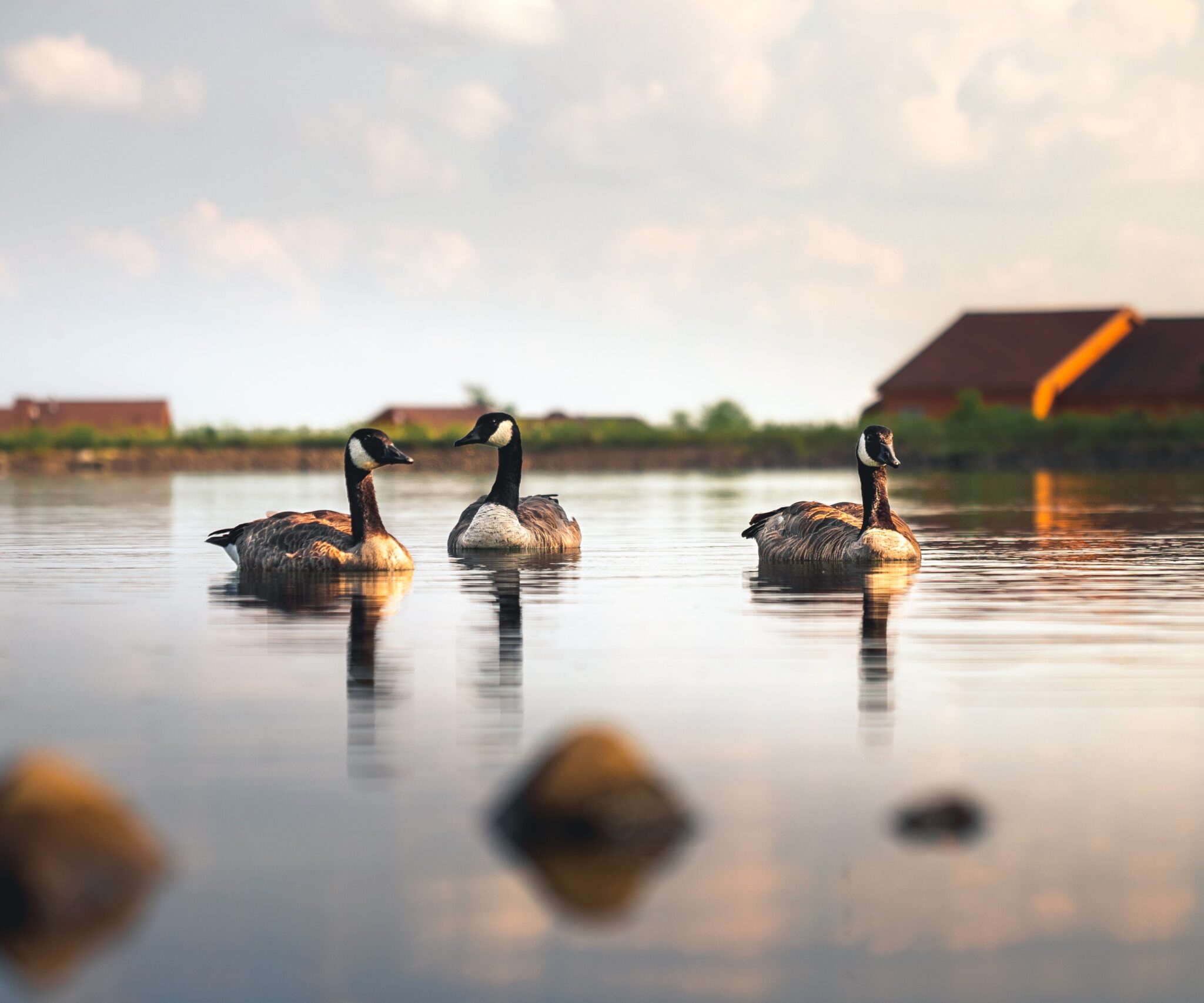 Goose Control for MN Housing Complexes