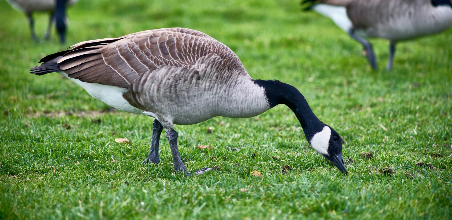 Nuisance Goose Relief For Athletic Fields in MN Driven Wild